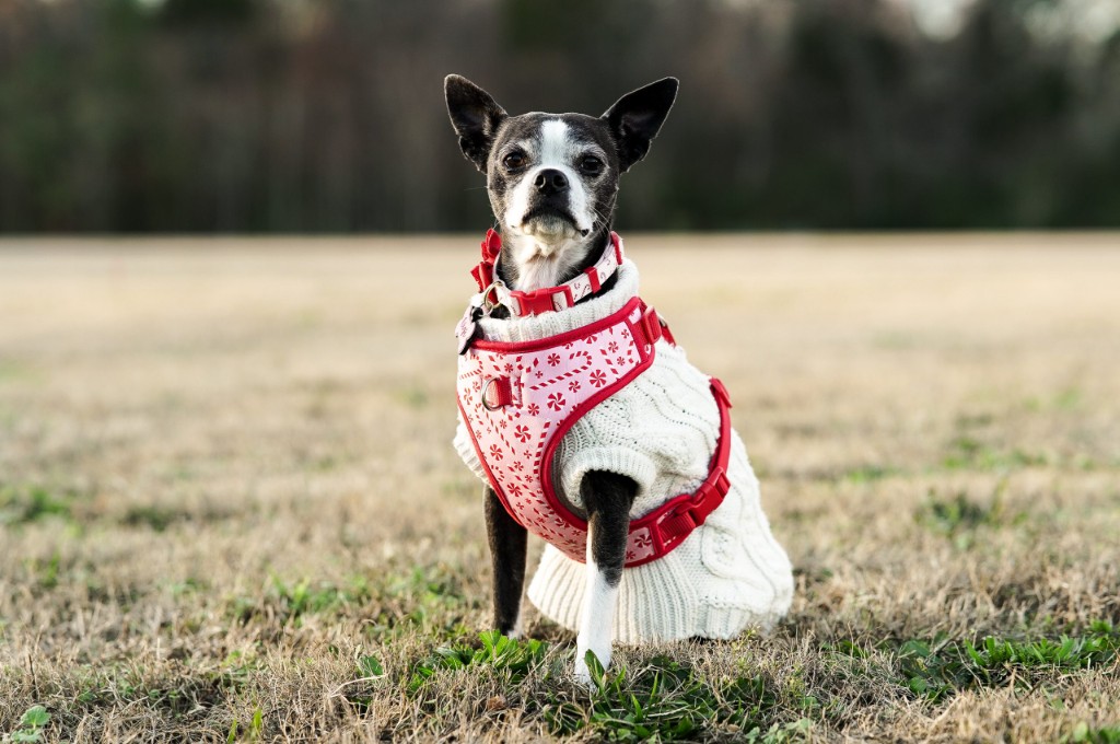 Pet photography